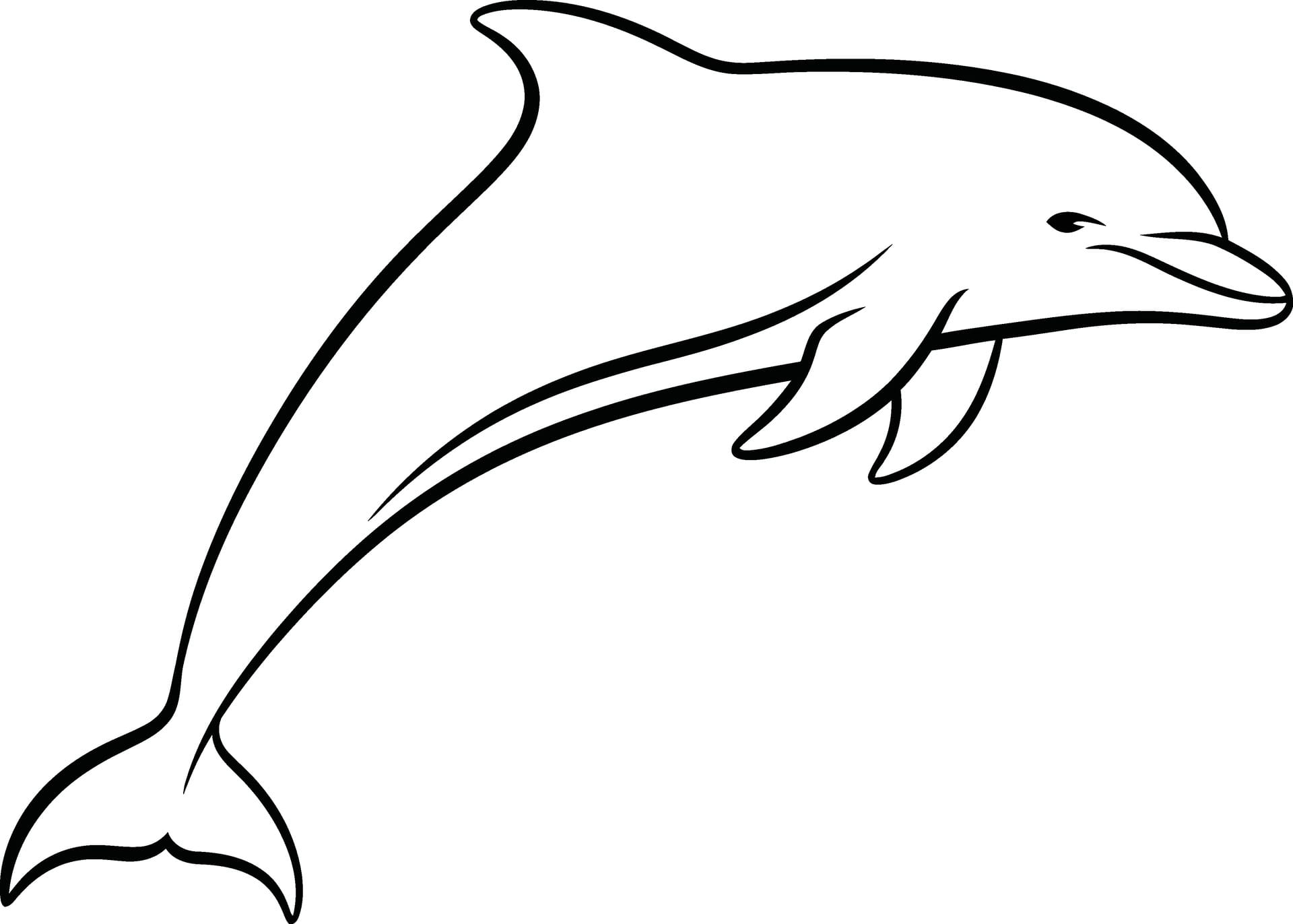 Swimming With Dolphins (10 Minutes)